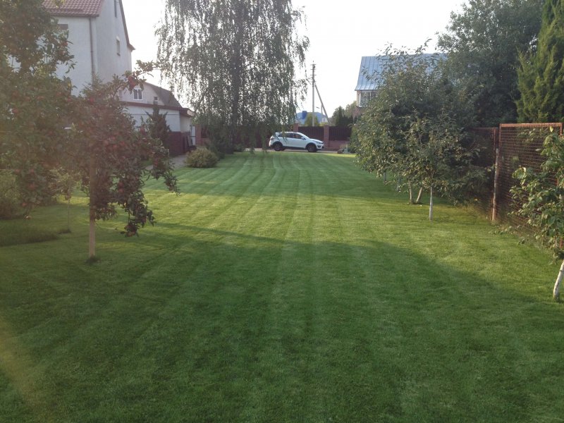 Посадка газона от 3р/м2. Услуги по уходу