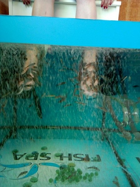 Продам готовый бизнес ПИЛИНГ РЫБКАМИ GARRA RUFA.