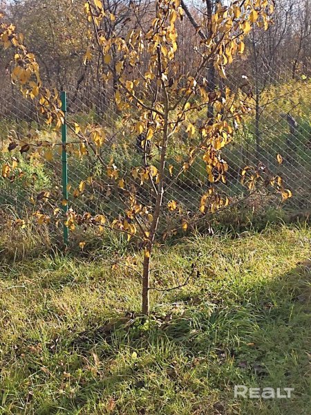 Участок в Молодечненском районе